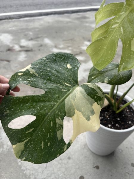 【一盆到位】斑葉龜背芋 帶孔美斑（含盆寄出）網美觀葉植物｜新手入門免換盆 