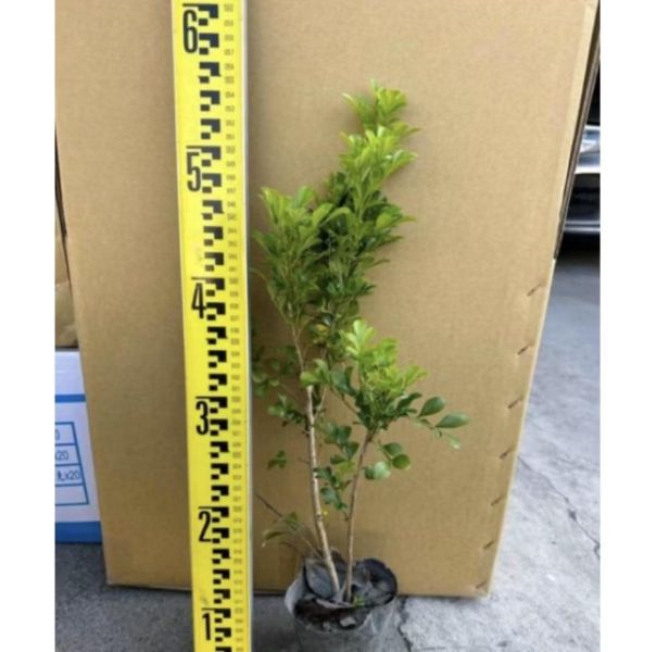 【寬乘職人】樹蘭 3吋袋苗(20-30cm)｜產地直發 米碎蘭 密植綠籬 圍籬植物 隔音防風 抗污染 庭園造景 