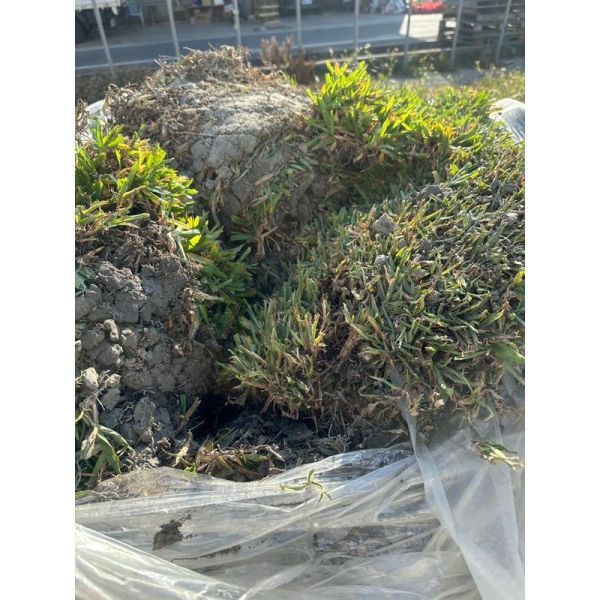 【寬乘職人｜耐陰首選巴西地毯草】露營區與半日照造景必備  代工種植 