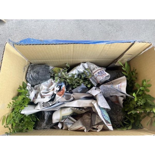 【寬乘職人】春不老 3吋袋苗(20-30cm)｜產地直發 常青綠籬 圍籬植物 春不老袋苗, 東方紫金牛, 常青綠籬植物, 圍籬植物推薦, 庭園造景樹木, 景觀工程植栽, 寬乘園藝