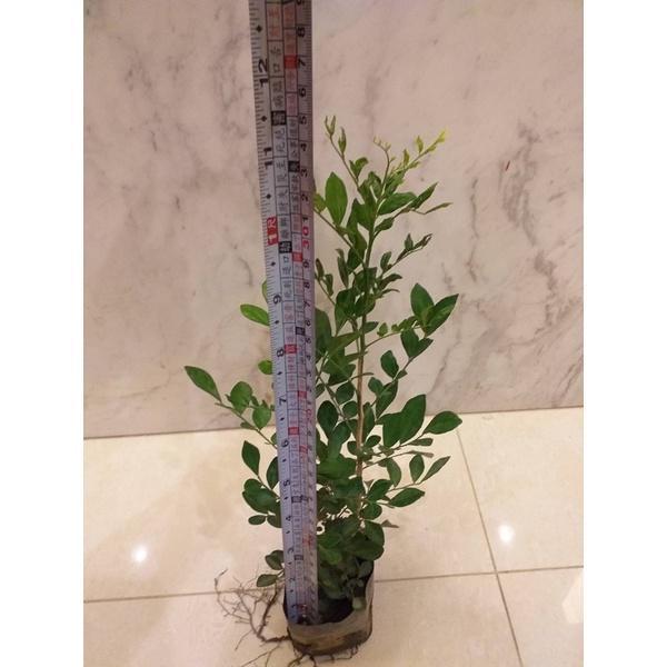 【寬乘職人】七里香 3吋袋苗(20-30cm)｜產地直發 月橘 香花植物 圍籬植物 密植綠籬 防風隔音 七里香苗, 3吋袋苗, 七里香價格, 圍籬植物推薦, 綠籬植物, 月橘袋苗, 庭園景觀植物, 寬乘職人