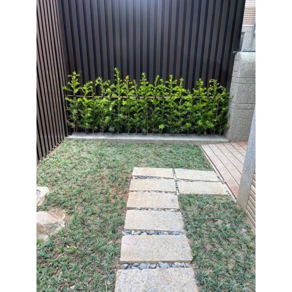 【產地直發】翠綠玉龍草 160元/盤(40株)｜耐陰地被 植物 庭園造景 景觀工程 草皮 草毯 玉龍草盤苗, 翠綠玉龍草, 耐陰地被植物, 庭園造景草皮, 車庫草皮縫隙, 景觀工程植栽, 寬乘園藝