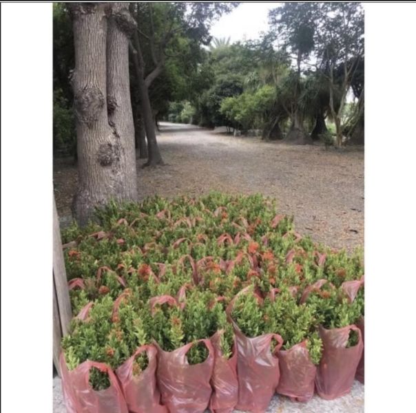 【紅花矮仙丹】3寸袋苗 紅色仙丹 圍籬植物 綠籬 庭園造景 景觀工程 