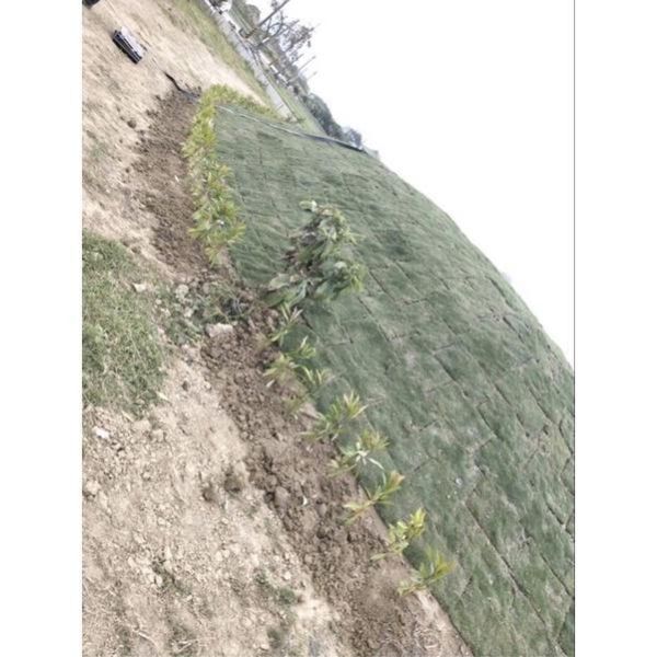 【寬乘職人】春不老 3吋袋苗(20-30cm)｜產地直發 常青綠籬 圍籬植物 春不老袋苗, 東方紫金牛, 常青綠籬植物, 圍籬植物推薦, 庭園造景樹木, 景觀工程植栽, 寬乘園藝