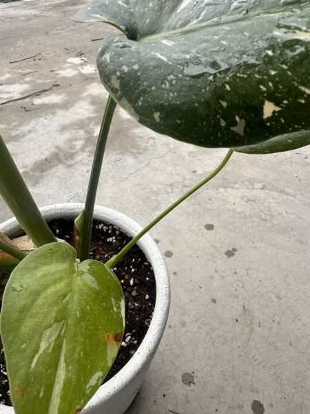 【一盆到位】斑葉龜背芋 帶孔美斑（含盆寄出）網美觀葉植物｜新手入門免換盆 
