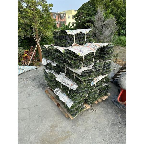 【產地直發】翠綠玉龍草 160元/盤(40株)｜耐陰地被 植物 庭園造景 景觀工程 草皮 草毯 玉龍草盤苗, 翠綠玉龍草, 耐陰地被植物, 庭園造景草皮, 車庫草皮縫隙, 景觀工程植栽, 寬乘園藝