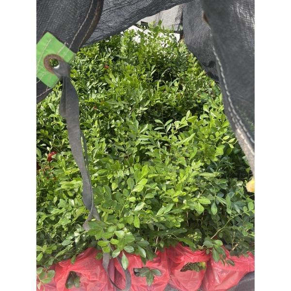 【寬乘職人】七里香 3吋袋苗(20-30cm)｜產地直發 月橘 香花植物 圍籬植物 密植綠籬 防風隔音 七里香苗, 3吋袋苗, 七里香價格, 圍籬植物推薦, 綠籬植物, 月橘袋苗, 庭園景觀植物, 寬乘職人
