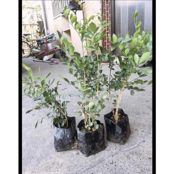 【寬乘職人】七里香 3吋袋苗(20-30cm)｜產地直發 月橘 香花植物 圍籬植物 密植綠籬 防風隔音 七里香苗, 3吋袋苗, 七里香價格, 圍籬植物推薦, 綠籬植物, 月橘袋苗, 庭園景觀植物, 寬乘職人