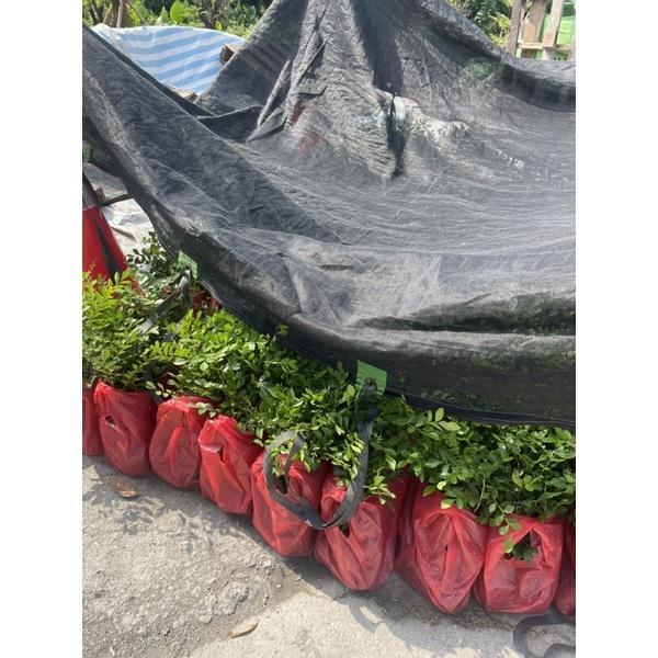【寬乘職人】七里香 3吋袋苗(20-30cm)｜產地直發 月橘 香花植物 圍籬植物 密植綠籬 防風隔音 七里香苗, 3吋袋苗, 七里香價格, 圍籬植物推薦, 綠籬植物, 月橘袋苗, 庭園景觀植物, 寬乘職人