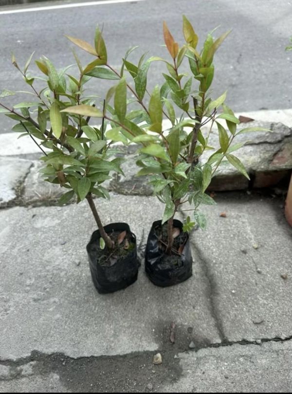 【寬乘職人｜喜慶迎紅長紅木】3吋袋苗 
