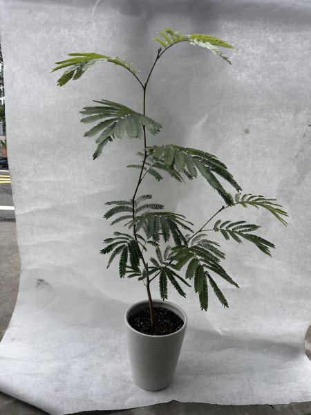 【現貨・質感植栽】綠葉小豆樹（Albizia）含盆寄送 | 打造日系雜誌風綠意空間 