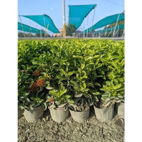 【粉矮仙丹】粉花矮仙丹 圍籬植物 綠籬 花壇滾邊 庭園造景 景觀工程 粉矮仙丹, 粉花矮仙丹, 矮仙丹袋苗, 綠籬植物, 花壇滾邊, 景觀工程植栽, 寬乘園藝