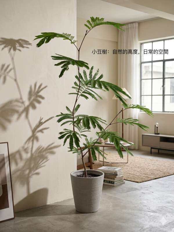 【現貨・質感植栽】綠葉小豆樹（Albizia）含盆寄送 | 打造日系雜誌風綠意空間 
