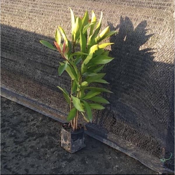 【寬乘職人】春不老 3吋袋苗(20-30cm)｜產地直發 常青綠籬 圍籬植物 春不老袋苗, 東方紫金牛, 常青綠籬植物, 圍籬植物推薦, 庭園造景樹木, 景觀工程植栽, 寬乘園藝
