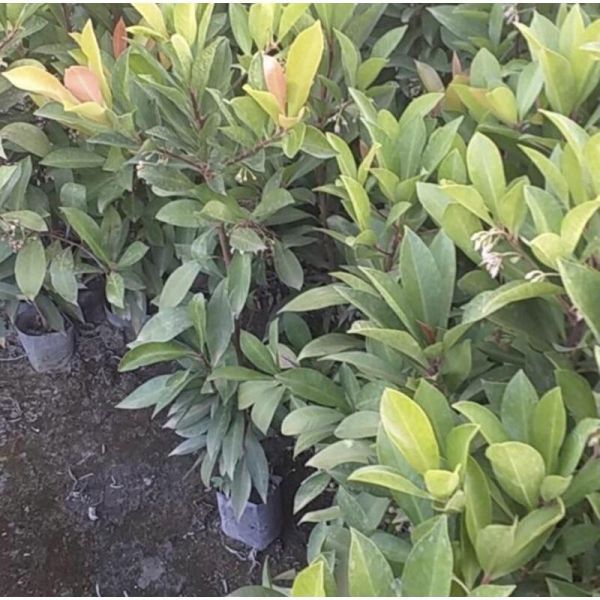 【寬乘職人】春不老 3吋袋苗(20-30cm)｜產地直發 常青綠籬 圍籬植物 春不老袋苗, 東方紫金牛, 常青綠籬植物, 圍籬植物推薦, 庭園造景樹木, 景觀工程植栽, 寬乘園藝