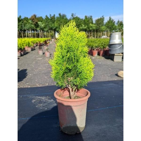 【黃金扁柏】質感綠籬｜庭園造景 陽台植物 景觀工程 圍籬植物 招財 觀葉植物 盆栽 黃金扁柏, 扁柏, 6吋盆, 招財植物, 風水盆栽, 綠籬植物, 圍籬植物, 庭園造景, 景觀工程, 陽台植物, 觀葉植物, 寬乘職人, 田尾苗木, 戶外盆栽