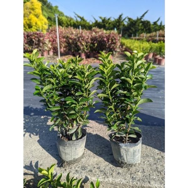 【粉矮仙丹】粉花矮仙丹 圍籬植物 綠籬 花壇滾邊 庭園造景 景觀工程 粉矮仙丹, 粉花矮仙丹, 矮仙丹袋苗, 綠籬植物, 花壇滾邊, 景觀工程植栽, 寬乘園藝