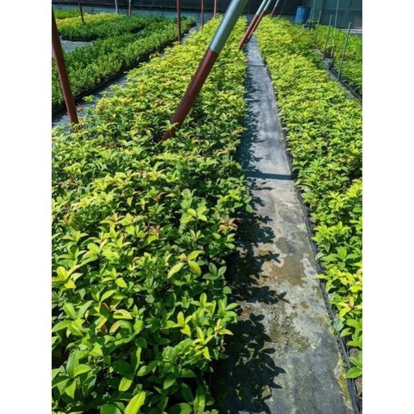 【寬乘職人】桂花苗 四季桂 香花植物 