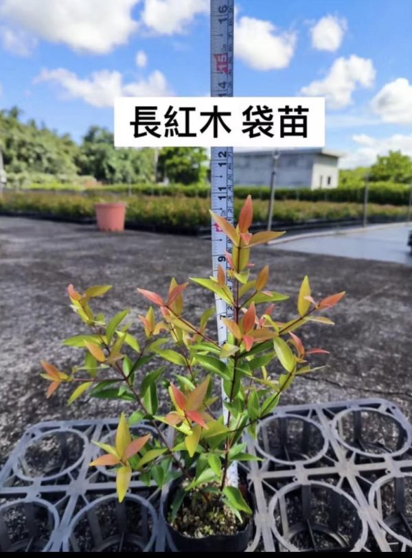 【寬乘職人｜喜慶迎紅長紅木】3吋袋苗 