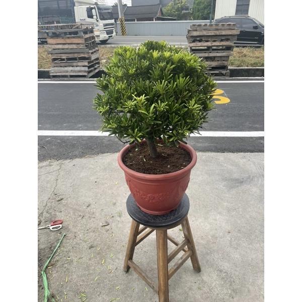 【寬乘職人】球型羅漢松｜產地直發 渾圓飽滿 鎮宅招財 迎客松 高級綠籬 庭園造景 日式禪風 景觀工程 球型羅漢松, 羅漢松庭園樹, 日式造景植物, 鎮宅招財風水樹, 景觀喬木批發, 迎客松, 寬乘園藝