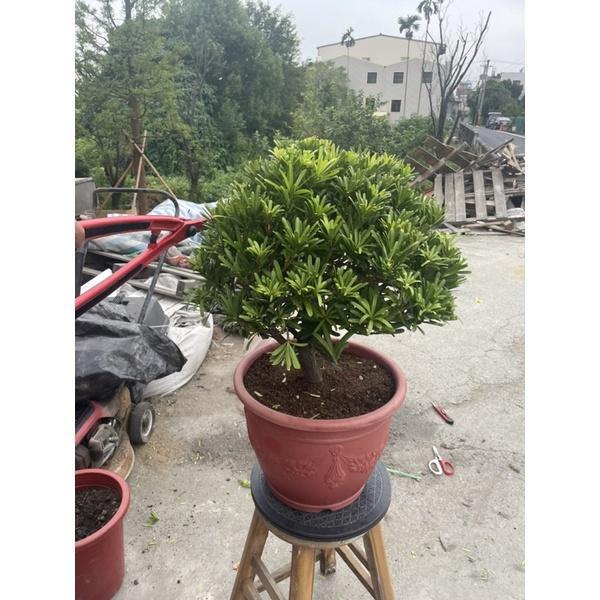 【寬乘職人】球型羅漢松｜產地直發 渾圓飽滿 鎮宅招財 迎客松 高級綠籬 庭園造景 日式禪風 景觀工程 球型羅漢松, 羅漢松庭園樹, 日式造景植物, 鎮宅招財風水樹, 景觀喬木批發, 迎客松, 寬乘園藝