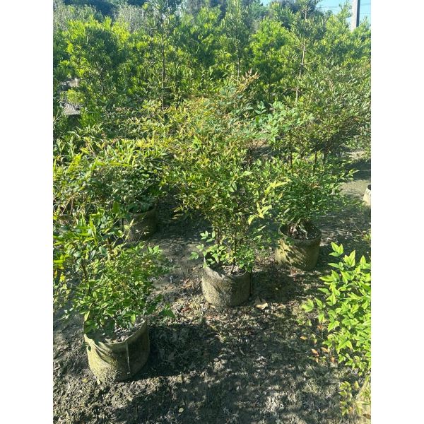 【寬乘職人】南天竹 2-3尺｜ 禪意植物 觀葉觀果 日式庭園 別墅造景 景觀工程 