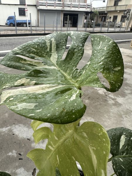 【一盆到位】斑葉龜背芋 帶孔美斑（含盆寄出）網美觀葉植物｜新手入門免換盆 