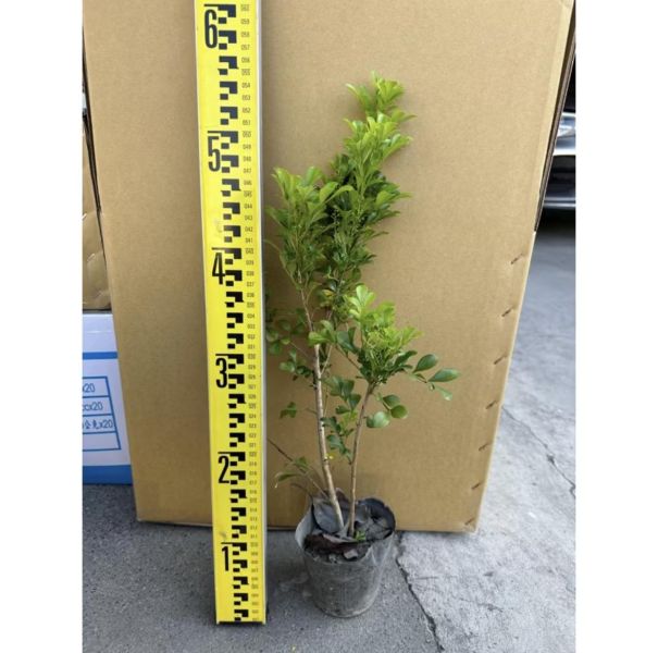 【寬乘職人】樹蘭 3吋袋苗(20-30cm)｜產地直發 米碎蘭 密植綠籬 圍籬植物 隔音防風 抗污染 庭園造景 