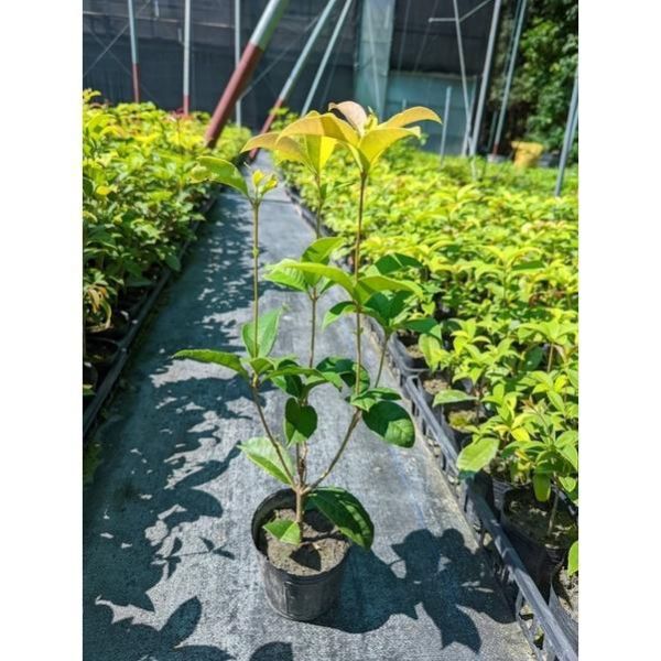 【寬乘職人】桂花苗 四季桂 香花植物 
