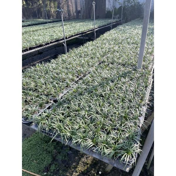 【產地直發】翠綠玉龍草 160元/盤(40株)｜耐陰地被 植物 庭園造景 景觀工程 草皮 草毯 玉龍草盤苗, 翠綠玉龍草, 耐陰地被植物, 庭園造景草皮, 車庫草皮縫隙, 景觀工程植栽, 寬乘園藝