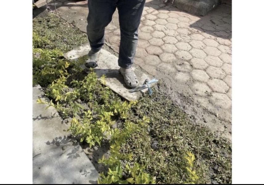 【寬乘職人】金露花 3吋袋苗(20-30cm)｜產地直發 圍籬植物 綠籬 紫色小花 庭園造景 耐寒耐熱 