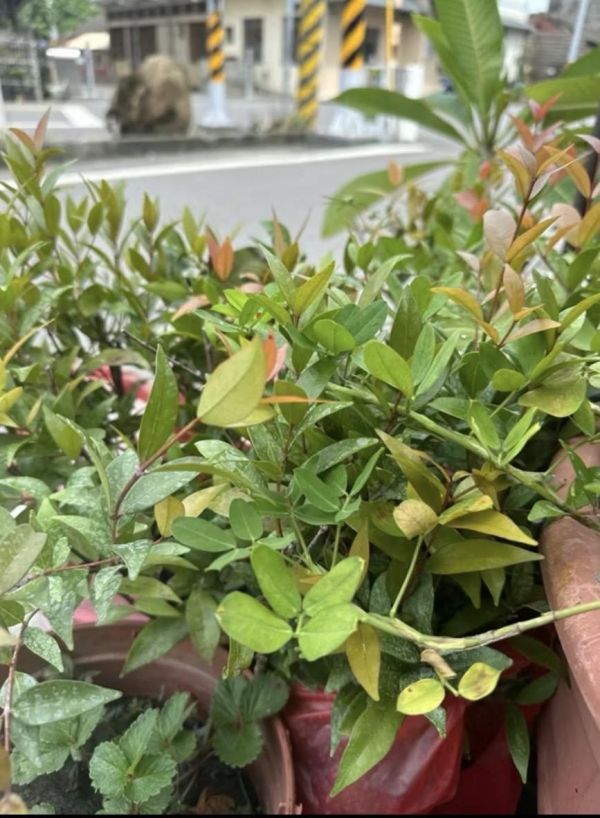 【寬乘職人｜喜慶迎紅長紅木】3吋袋苗 
