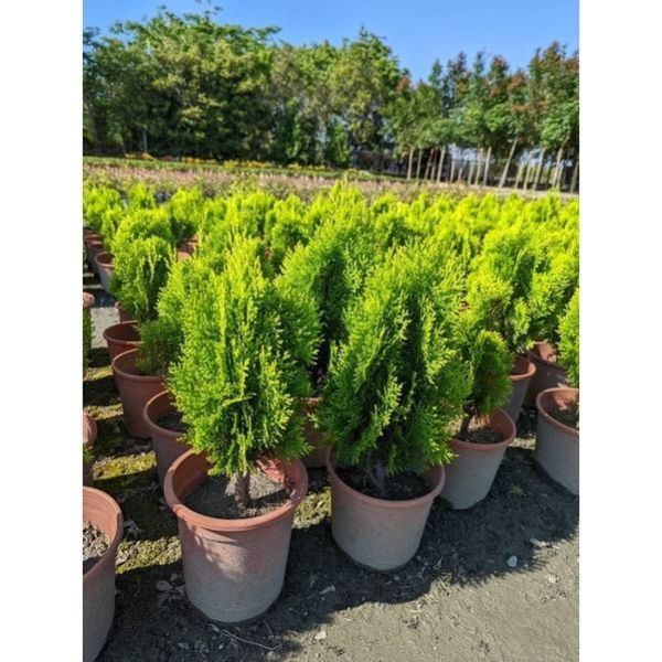 【黃金扁柏】質感綠籬｜庭園造景 陽台植物 景觀工程 圍籬植物 招財 觀葉植物 盆栽 黃金扁柏, 扁柏, 6吋盆, 招財植物, 風水盆栽, 綠籬植物, 圍籬植物, 庭園造景, 景觀工程, 陽台植物, 觀葉植物, 寬乘職人, 田尾苗木, 戶外盆栽
