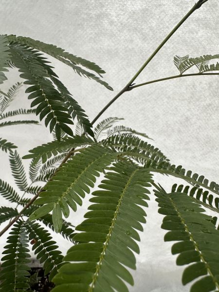 【現貨・質感植栽】綠葉小豆樹（Albizia）含盆寄送 | 打造日系雜誌風綠意空間 