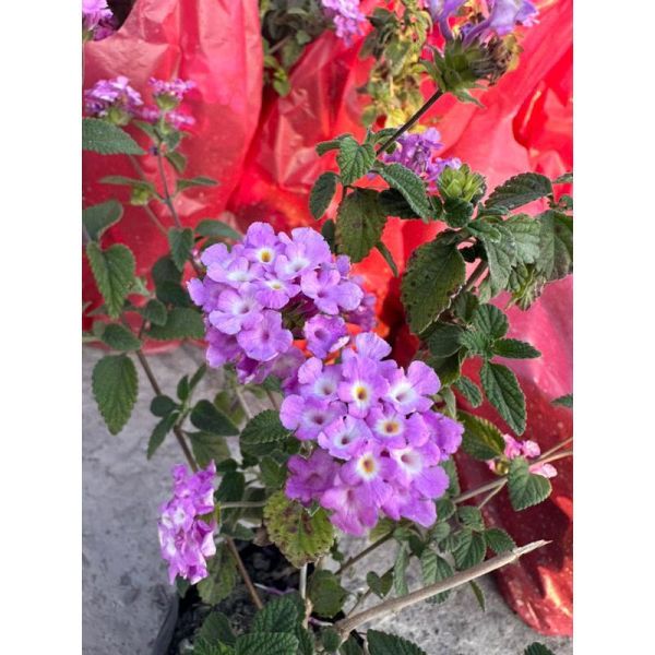 爆款植物：超人氣的紫花與黃花馬纓丹，是打造綠意護坡的絕佳植栽選擇。 馬纓丹, 護坡植物, 圍籬植栽, 寬乘園藝
