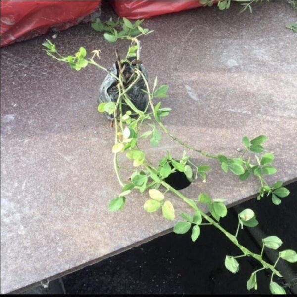 【寬乘職人】蔓花生 3吋袋苗｜產地直發 黃金地毯 草皮替代 耐旱地被 蔓花生, 蔓花生袋苗, 黃金地毯, 地被植物, 草皮替代, 景觀植物批發, 寬乘園藝