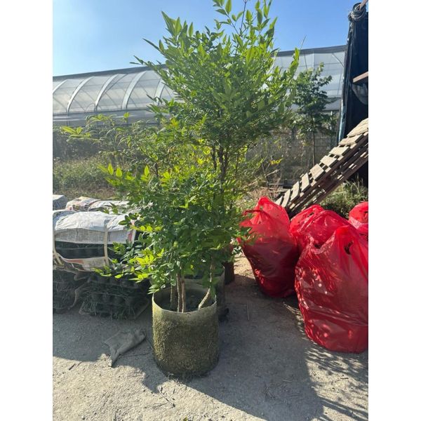 【寬乘職人】南天竹 2-3尺｜ 禪意植物 觀葉觀果 日式庭園 別墅造景 景觀工程 