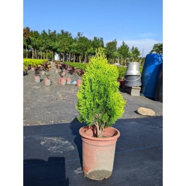 【黃金扁柏】質感綠籬｜庭園造景 陽台植物 景觀工程 圍籬植物 招財 觀葉植物 盆栽 黃金扁柏, 扁柏, 6吋盆, 招財植物, 風水盆栽, 綠籬植物, 圍籬植物, 庭園造景, 景觀工程, 陽台植物, 觀葉植物, 寬乘職人, 田尾苗木, 戶外盆栽