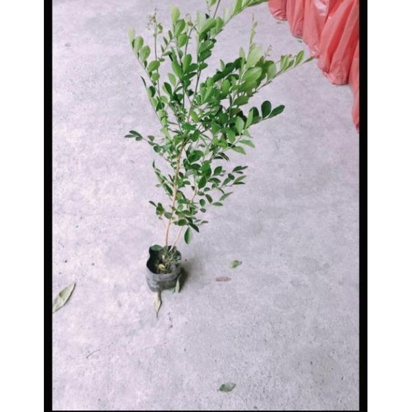 【寬乘職人】七里香 3吋袋苗(20-30cm)｜產地直發 月橘 香花植物 圍籬植物 密植綠籬 防風隔音 七里香苗, 3吋袋苗, 七里香價格, 圍籬植物推薦, 綠籬植物, 月橘袋苗, 庭園景觀植物, 寬乘職人