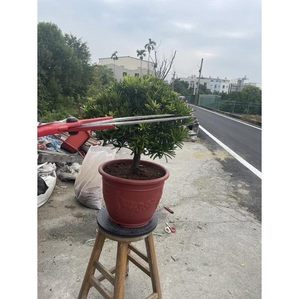 【寬乘職人】球型羅漢松｜產地直發 渾圓飽滿 鎮宅招財 迎客松 高級綠籬 庭園造景 日式禪風 景觀工程 球型羅漢松, 羅漢松庭園樹, 日式造景植物, 鎮宅招財風水樹, 景觀喬木批發, 迎客松, 寬乘園藝