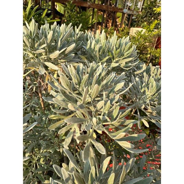 【寬乘職人】單幹芙蓉菊產地直發 獨立主幹 迎客松姿態 辟邪植物 鎮宅 觀葉植物 