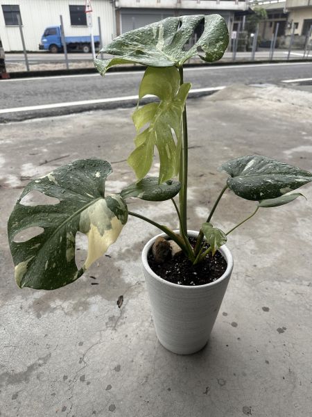 【一盆到位】斑葉龜背芋 帶孔美斑（含盆寄出）網美觀葉植物｜新手入門免換盆 
