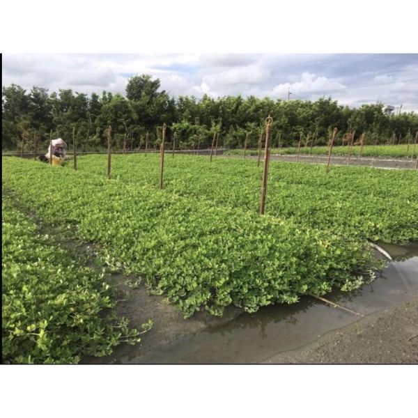 【寬乘職人】蔓花生 3吋袋苗｜產地直發 黃金地毯 草皮替代 耐旱地被 蔓花生, 蔓花生袋苗, 黃金地毯, 地被植物, 草皮替代, 景觀植物批發, 寬乘園藝