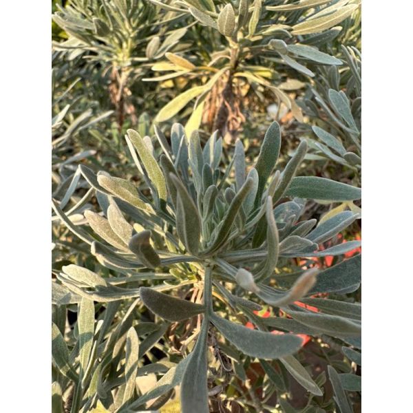 【寬乘職人】單幹芙蓉菊產地直發 獨立主幹 迎客松姿態 辟邪植物 鎮宅 觀葉植物 