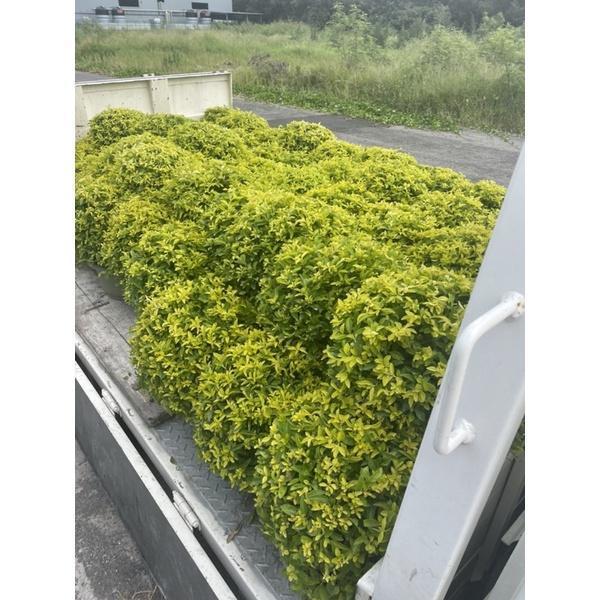 【球型金露花】直徑約40cm $250/棵｜圍籬植物 庭園造景 景觀工程 綠籬 紫色小花 耐寒耐熱 