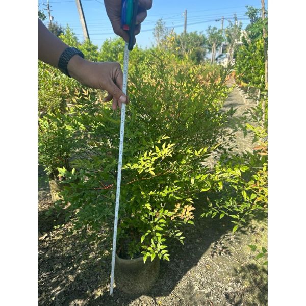 【寬乘職人】南天竹 2-3尺｜ 禪意植物 觀葉觀果 日式庭園 別墅造景 景觀工程 