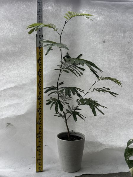 【現貨・質感植栽】綠葉小豆樹（Albizia）含盆寄送 | 打造日系雜誌風綠意空間 