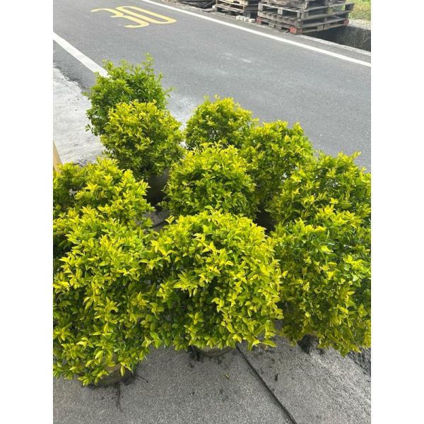【球型金露花】直徑約40cm $250/棵｜圍籬植物 庭園造景 景觀工程 綠籬 紫色小花 耐寒耐熱 