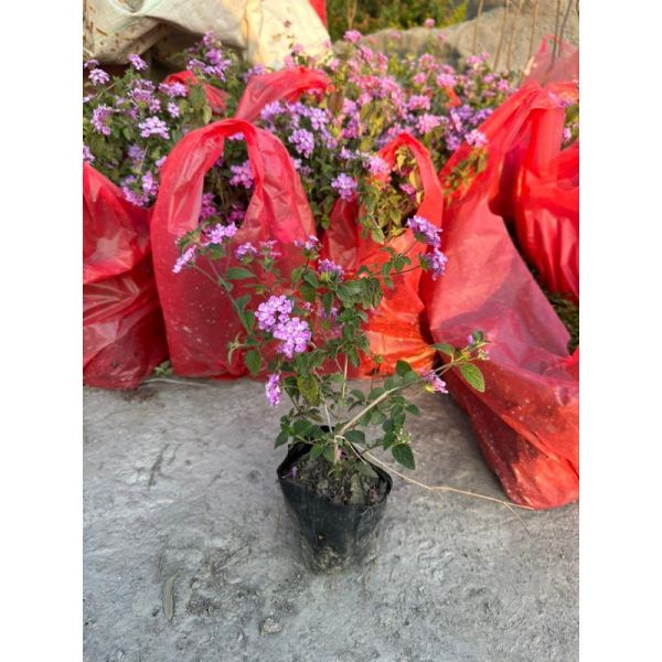 爆款植物：超人氣的紫花與黃花馬纓丹，是打造綠意護坡的絕佳植栽選擇。 馬纓丹, 護坡植物, 圍籬植栽, 寬乘園藝