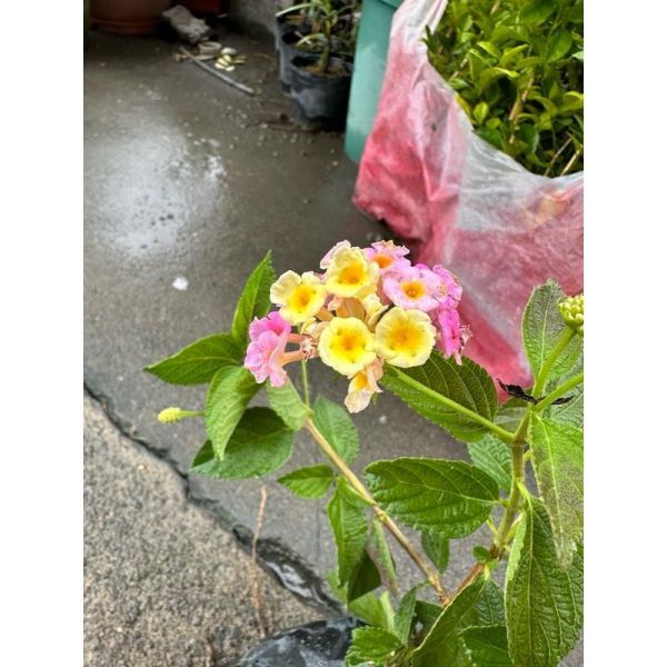 爆款植物：超人氣的紫花與黃花馬纓丹，是打造綠意護坡的絕佳植栽選擇。 馬纓丹, 護坡植物, 圍籬植栽, 寬乘園藝